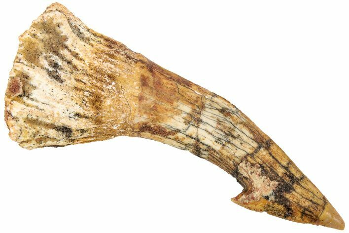 Fossil Sawfish (Onchopristis) Rostral Barb - Morocco #208908